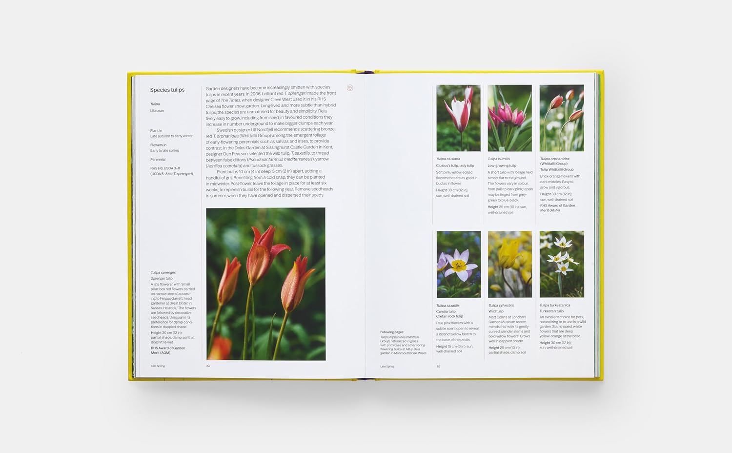 A Year in Bloom: Flowering Bulbs for Every Season