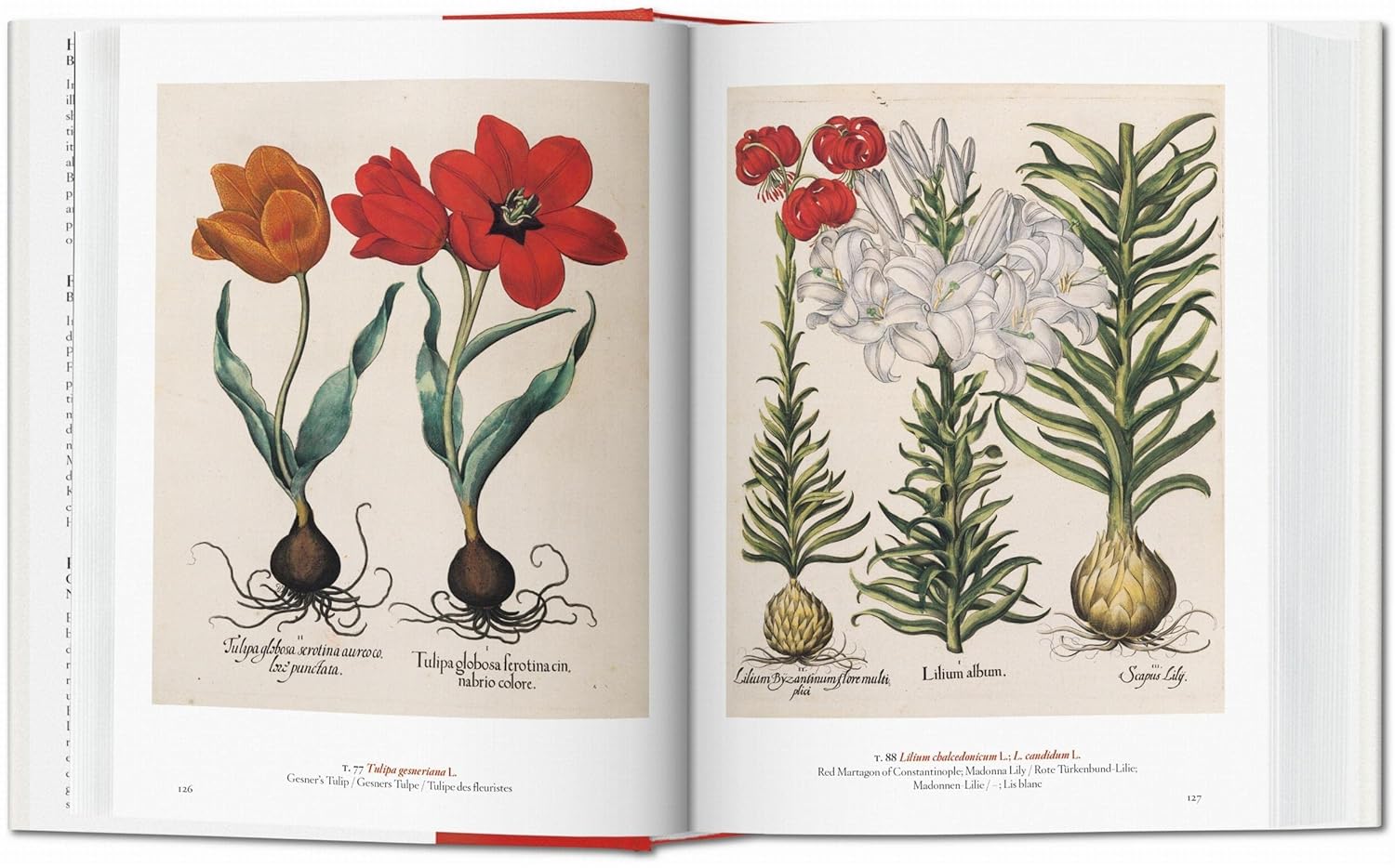 A Garden Eden. Masterpieces of Botanical Illustration. 40th Ed
