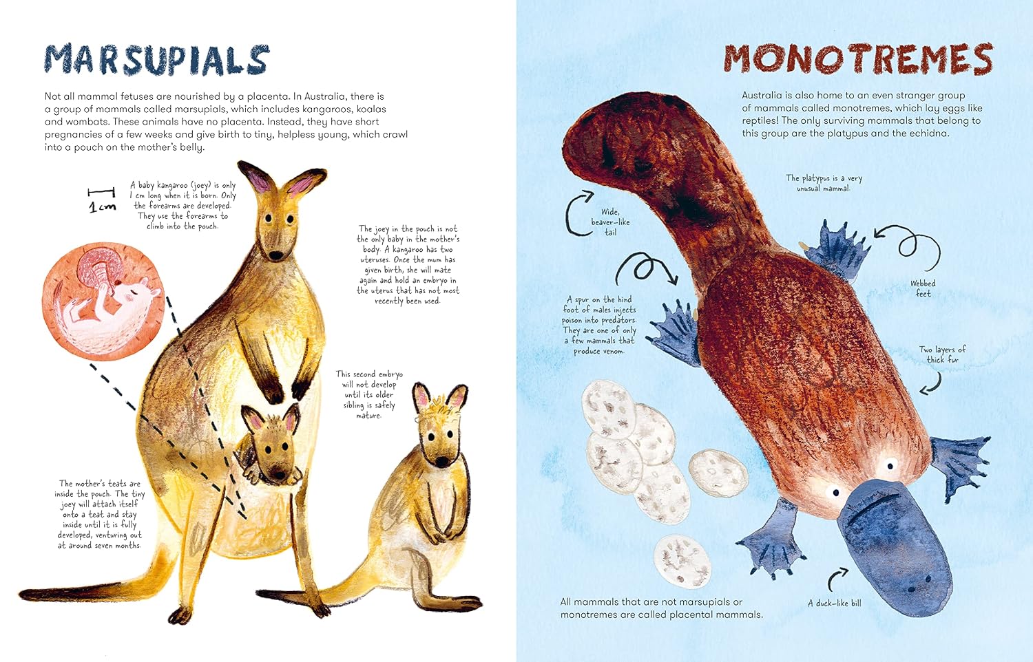 Mama Mammals: Reproduction and Birth in Mammals