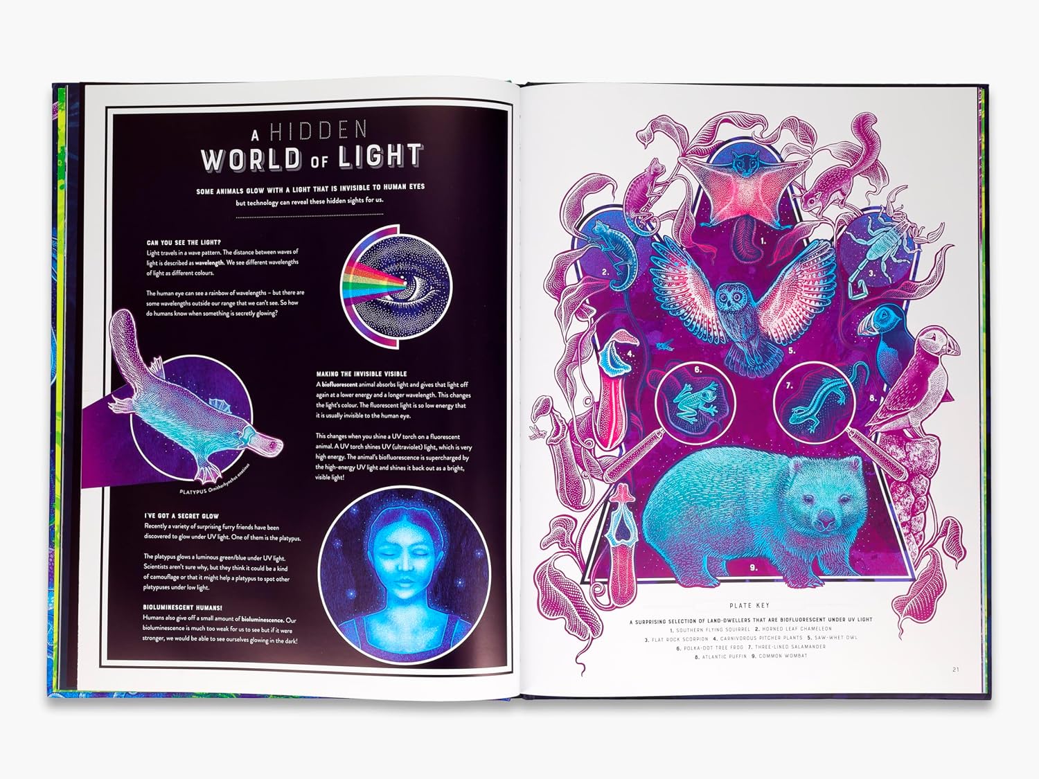 Glow: The Wild Wonders of Bioluminescence