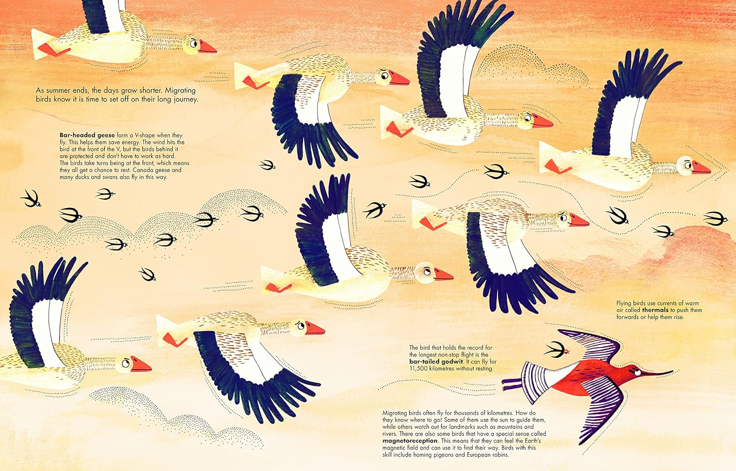 1001 Birds