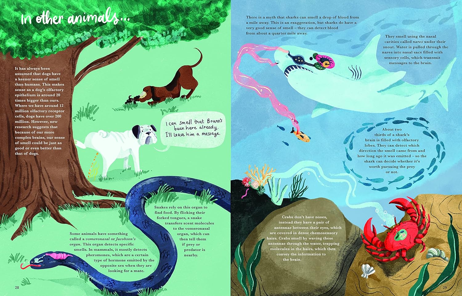 Cat Eyes and Dog Whistles: The Five Seven Senses of Humans and Other Animals